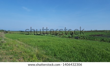 View of rice fields with terraces, one method of farming on sloping land