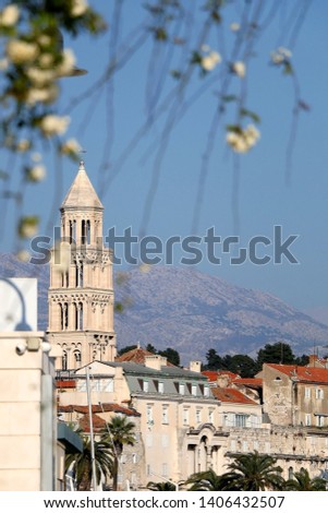 Flowers and landmark Saint Domnius bell tower in Split, Croatia. Selective focus.