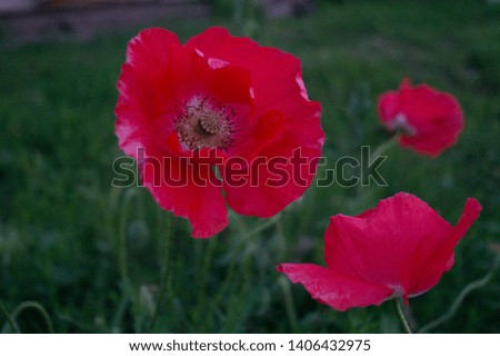 Large red beautiful poppy flowers on a background of green blurred grass