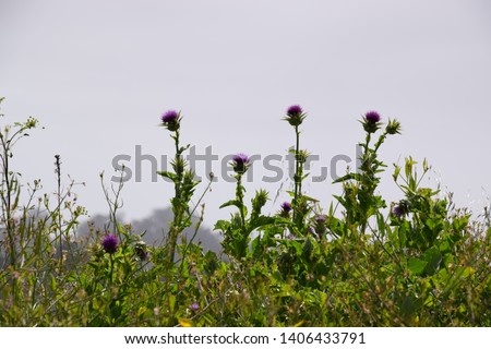 Purple thistle flower blooming during spring season. Wildflowers found along the road sides of Watsonville, CA. 