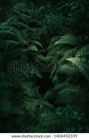 Ferns in the forest, Bali. Beautiful ferns leaves green foliage. Close up of beautiful growing ferns in the forest. Natural floral fern background in sunlight.  Royalty-Free Stock Photo #1406450339
