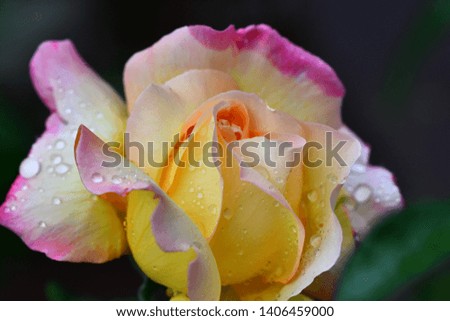 Beautiful flower rose closeup is covered with droplets of rain. Macro photography.