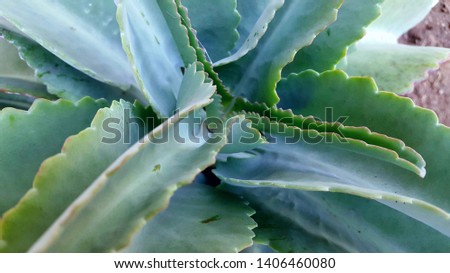 Bryophyllum pinnatum is a succulent plant originating from Madagascar. This plant is famous for its reproductive methods through leaf buds.Bryophyllum pinnatum is popularly used as an ornamental plant