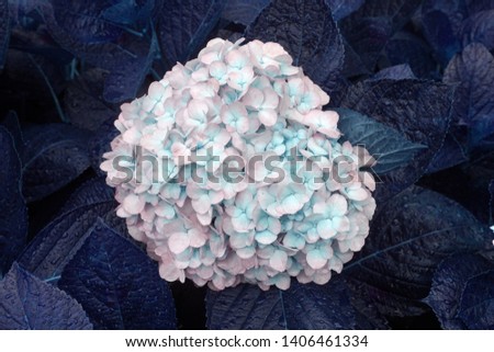 Macro Blooming white Hydrangea Flower and blue leaf with raindrops texture background at bana hill danang vietnam