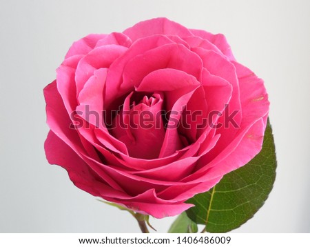 Rose on a gray background.