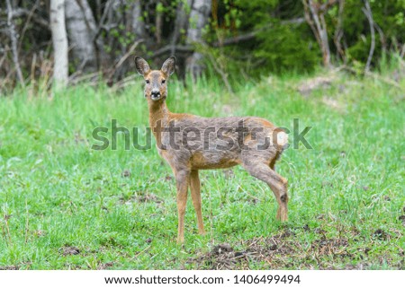 Roe deer standing at field