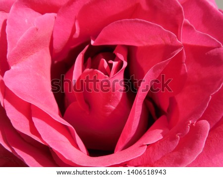 Blurred abstract background of rose petals.