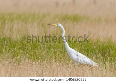 Great egret, on grass field