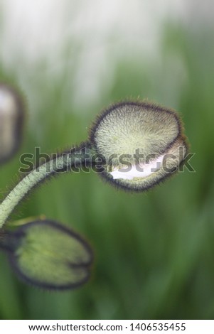poppy papaver flower colorful and close up
