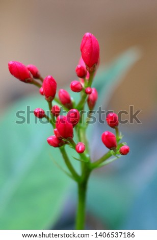 spring season arrived bud's  and flowers are every where , here is pink and red bud's , Royalty-Free Stock Photo #1406537186