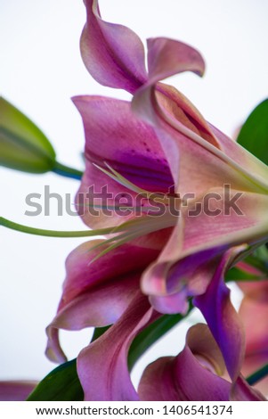 Close up photo of a beautiful pink lily. Isolated on white background.