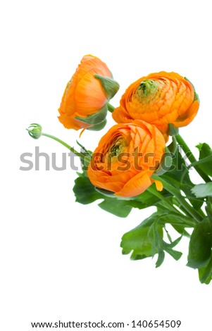 three orange ranunculus flowers  isolated on white background