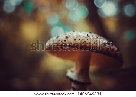 Amanita pantherina mushroom known as Panther cap