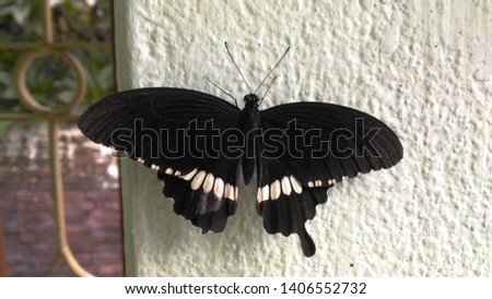 the common indian mormon butterfly
