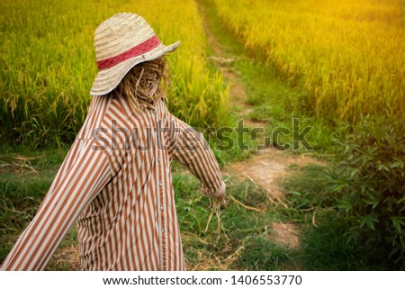 Scarecrow in rice field. made to guard the fields