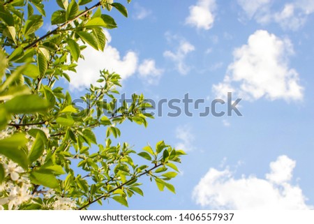 Branches of beautiful blossoming cherry on sunny day against blue sky background.