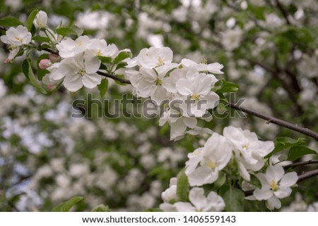 Apple tree in bloom. White flowers of apple in spring. Symbol of love, joy, flowering, hope. First, the buds are pink, then the flowers are white. The picture was taken in the spring, on a clear, sunn