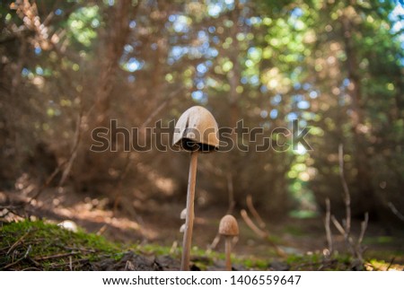 Beautiful Psilocybe mushrooms growing spot 