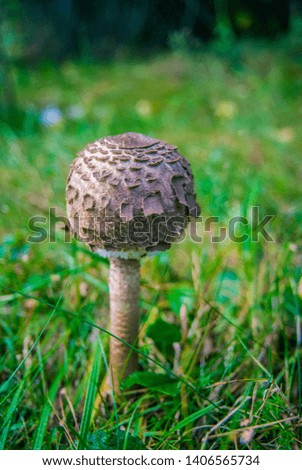 Macrolepiota procera mushroom known as Parasol mushroom