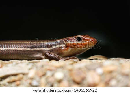 Little lizard sitting on the wall overlooking surrender field at Yorktown