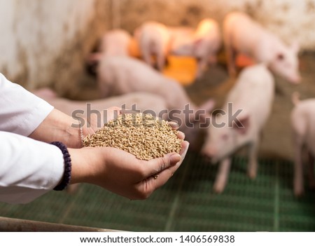 Veterinarian holding dry food in granules in hands and offering to piglets in stable Royalty-Free Stock Photo #1406569838