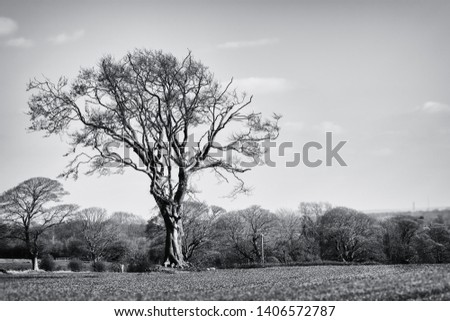 I love the shape of this tree as it stands prominently in the landscape. Taken near Castle Eden, County Durham.