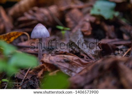 Beautiful Lilac Fibrecap mushroom close up