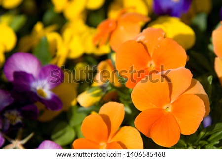 Large-flowered multicolor pansies - closeup 