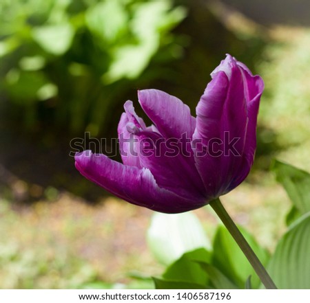 flower of beautiful violet tulip and leaves close up on a dark blurred background