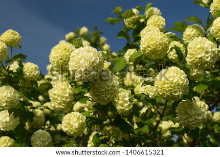 Blossom Hortensia flowers on sky background. Spring photography.