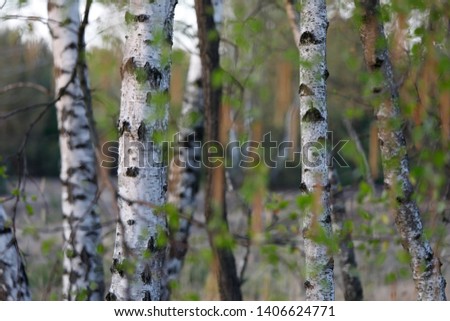 Birch forest with fresh green leaves in spring