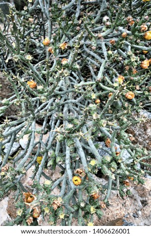 This is a succulent or cactus growing along a trail on Mt. Rubidoux in the City of Riverside in California.  It is covered in spikes, thorns and flowers.