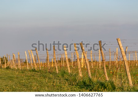 Wooden poles with stretched metal wire support the vineyard. Old french vine lit by evening light. Purple sky. Art photography. Toned image, selective focus. Copy space. 