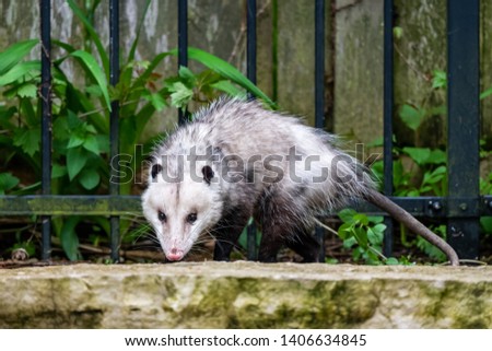 Possum in the back yard