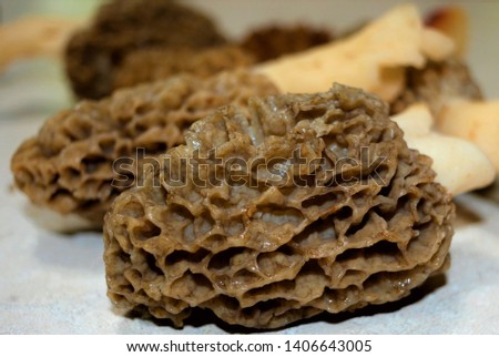 Morchella, the true morels, is a genus of edible sac fungi closely related to anatomically simpler cup fungi in the order Pezizales. These distinctive fungi have a honeycomb appearance. Royalty-Free Stock Photo #1406643005