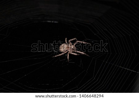 Macro shot of a spider, on a black background. Flash photo taken at night. Spider waiting a prey.