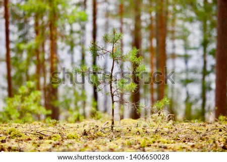 Young coniferous tree sprout in the forest. Spring sapling in pine tree forest.
Environmental Protection. Nature reserve. Green Pine tree forest. Beautiful wild nature landscape. Primeval Woodland.