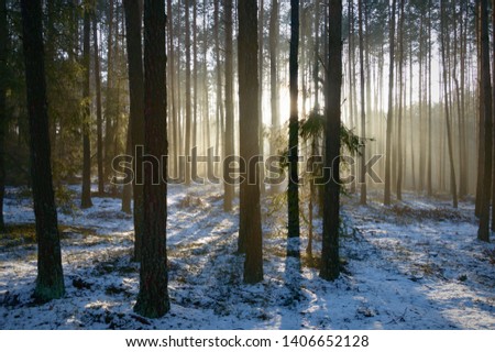 sunlight in the deep forest, nature series