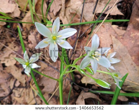 Close up of the blooming white flowers of Ornithogalum umbellatum, the garden star-of-Bethlehem, grass lily, nap-at-noon, or eleven-o'clock lady. Poland, Europe