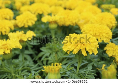 Yellow flowers in the tropical