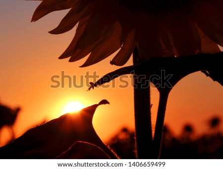 Sunset on a sunflower field, the sun sets behind a sunflower leaf and the background is blurred