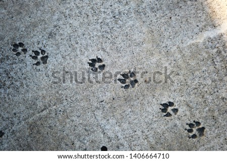 dog paw prints in frozen concrete