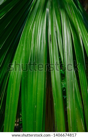 the leaves of the palm trees of the arboretum closeup