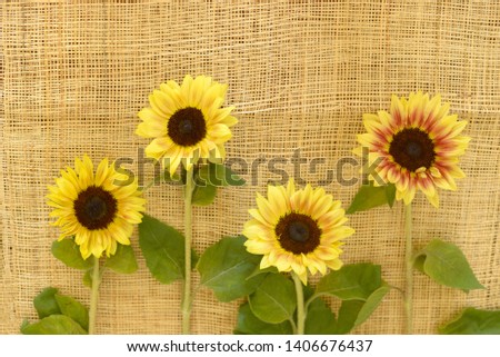 Sunflower taken at house studio