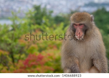 Monkey at Arashiyama area in Kyoto Japan