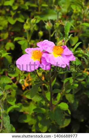 Cistus incanus Rock rose flowers Royalty-Free Stock Photo #1406688977