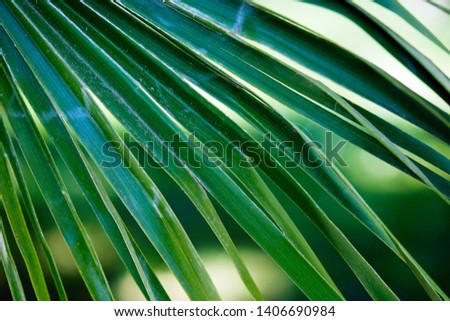 spring palm leaves close-up macro