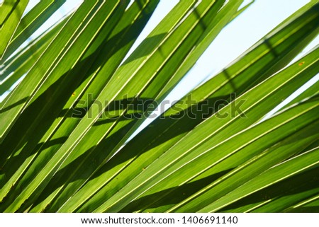 spring palm leaves close-up macro