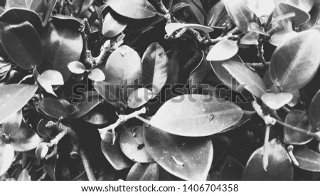 Beautiful seamless vector floral pattern, spring summer background with ficus leaves, jungle leaf. Exotic botanical wallpaper, Hawaiian style. Black backdrop. - image