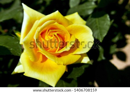 Beautiful yellow roses in the park 